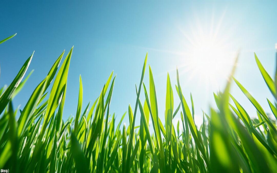 Herbe de blé bio : avis, qualité et prix des meilleurs compléments alimentaires naturels