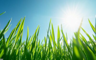 Herbe de blé bio : avis, qualité et prix des meilleurs compléments alimentaires naturels